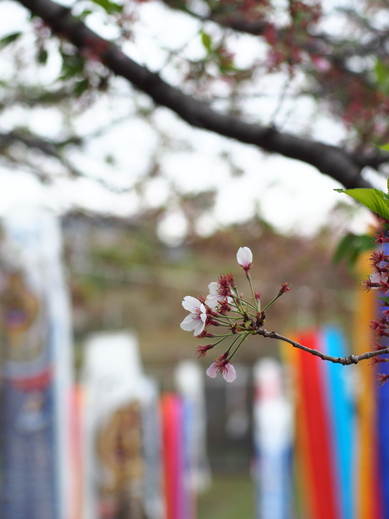 散りゆく桜と鯉のぼり