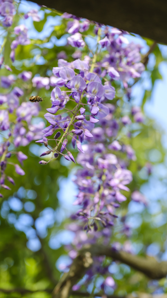風に揺られて、花に誘われて