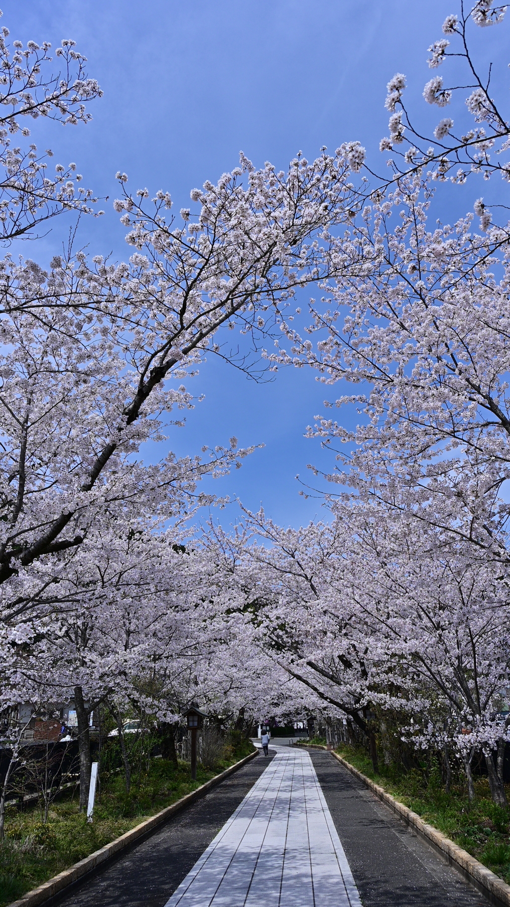 高麗神社参道
