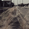 雑草だらけの歩道