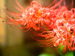 彼岸花