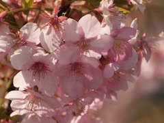 大寒桜