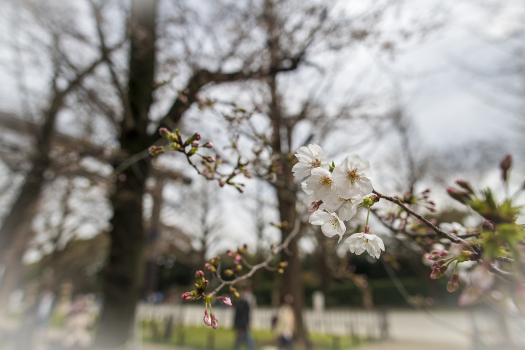 桜