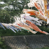 風に舞う