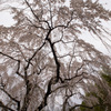 枝垂れ桜