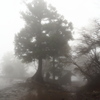 雨の大山３