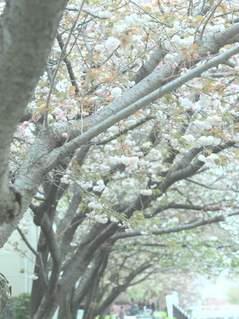 八重桜の並木道