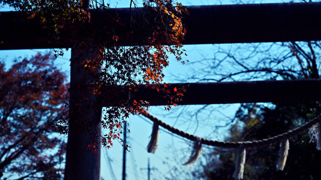 鳥居と紅葉