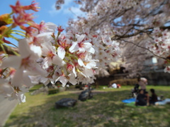 多摩御陵の桜