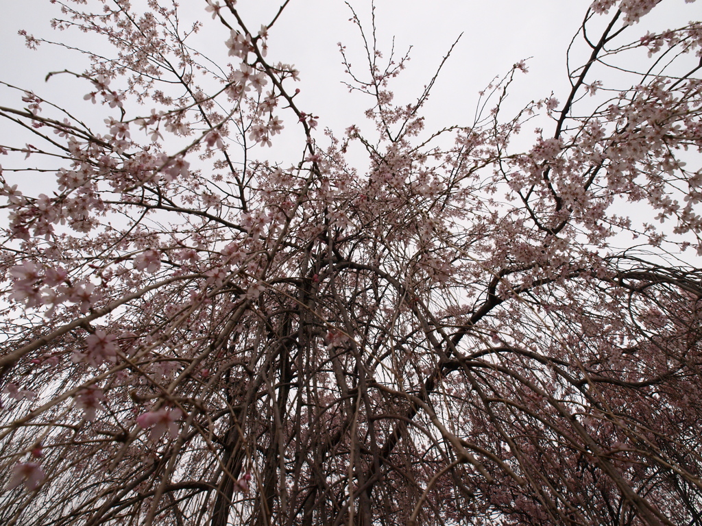 桜シャワー
