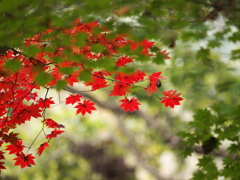 紅葉　2011_03