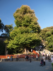 大銀杏