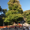 大銀杏
