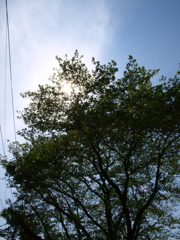 羽村堰付近