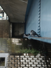 雨やどり