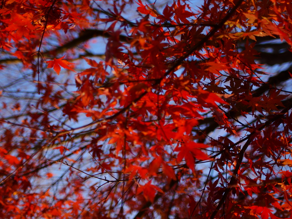 最後の紅葉