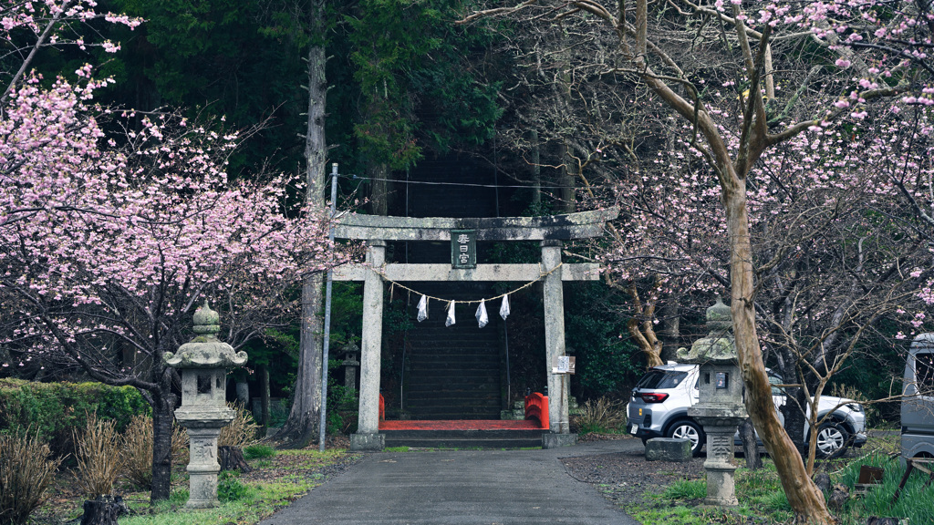 春日の宮と桜