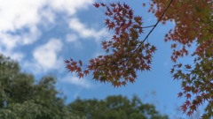 近所の紅葉