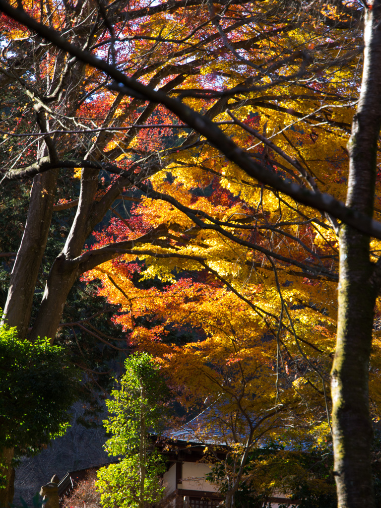 最後の紅葉