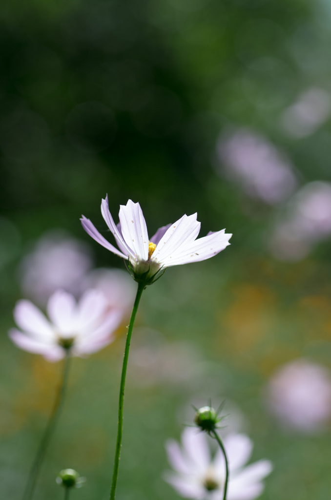秋桜