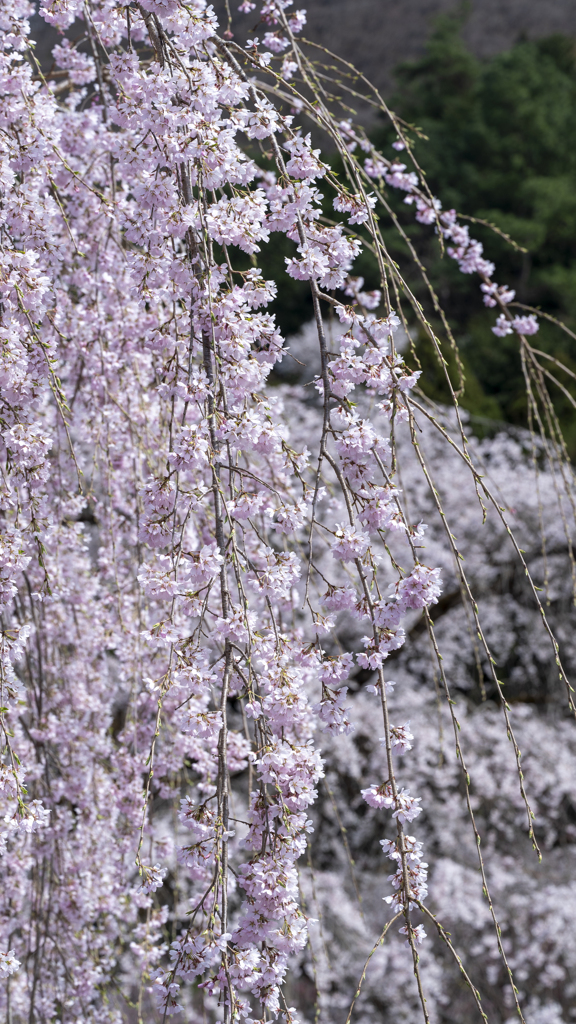 桜瀑