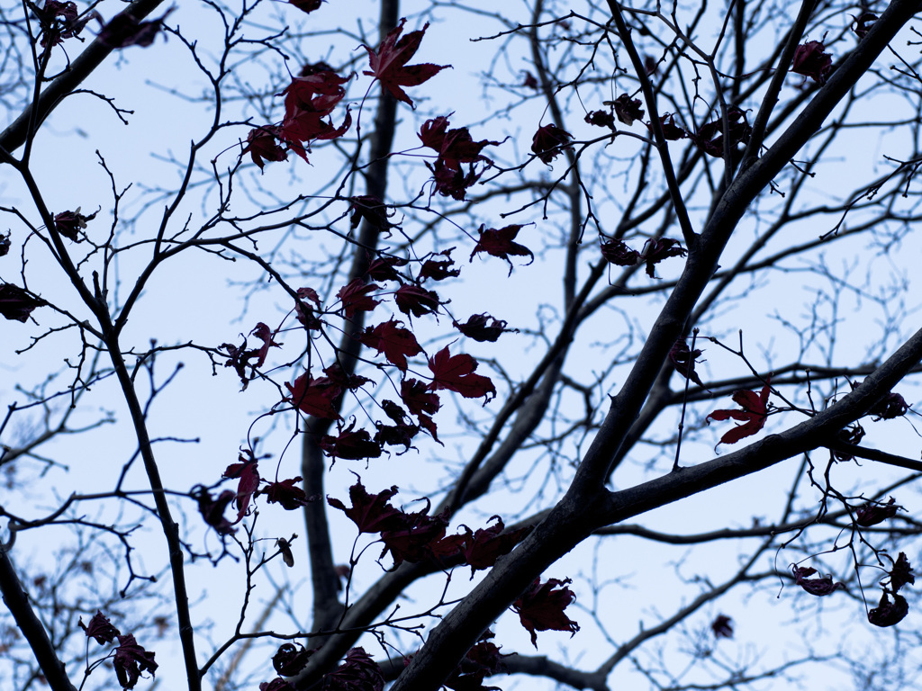 紅葉から枯葉へ