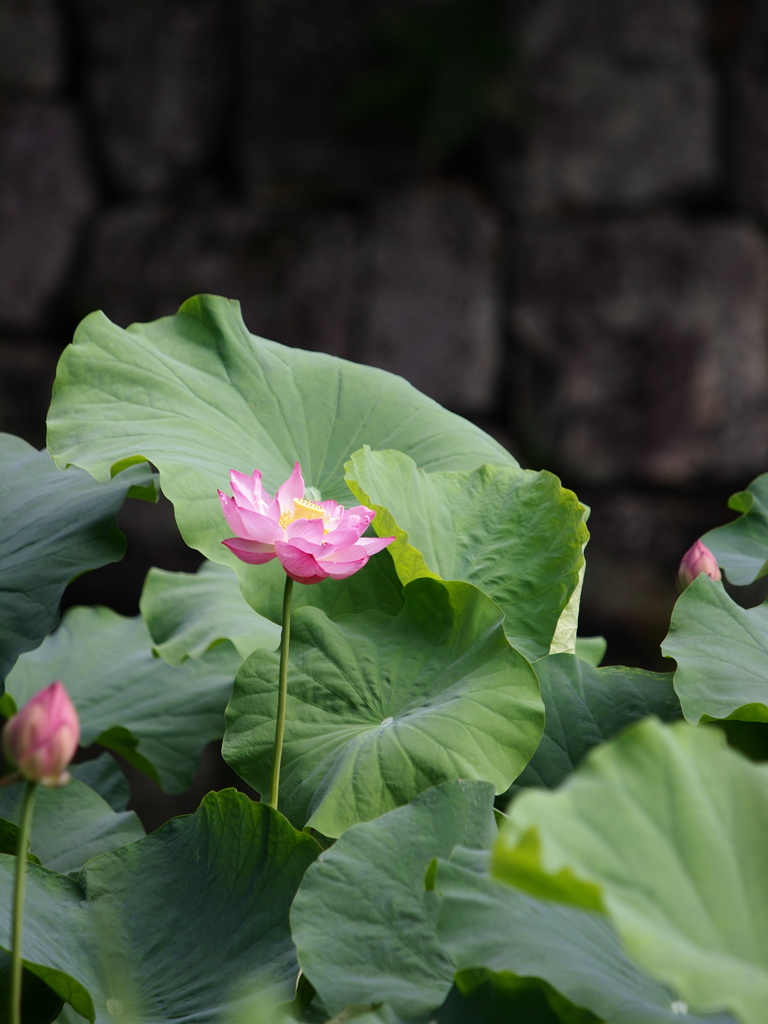 小田原城下の蓮３