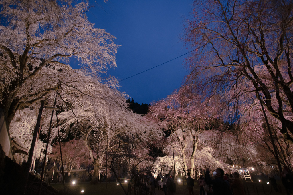 夜桜