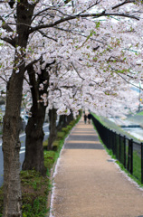 桜の並木道