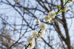 花に誘われて