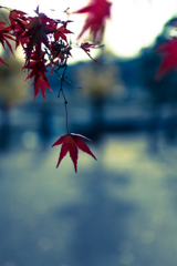 Autumn Leaves