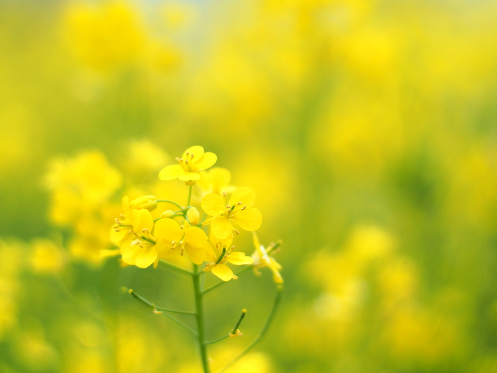 菜の花