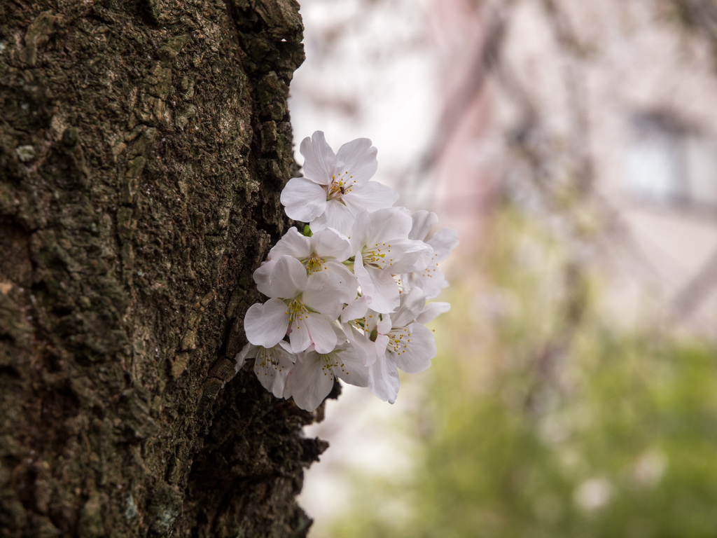 桜