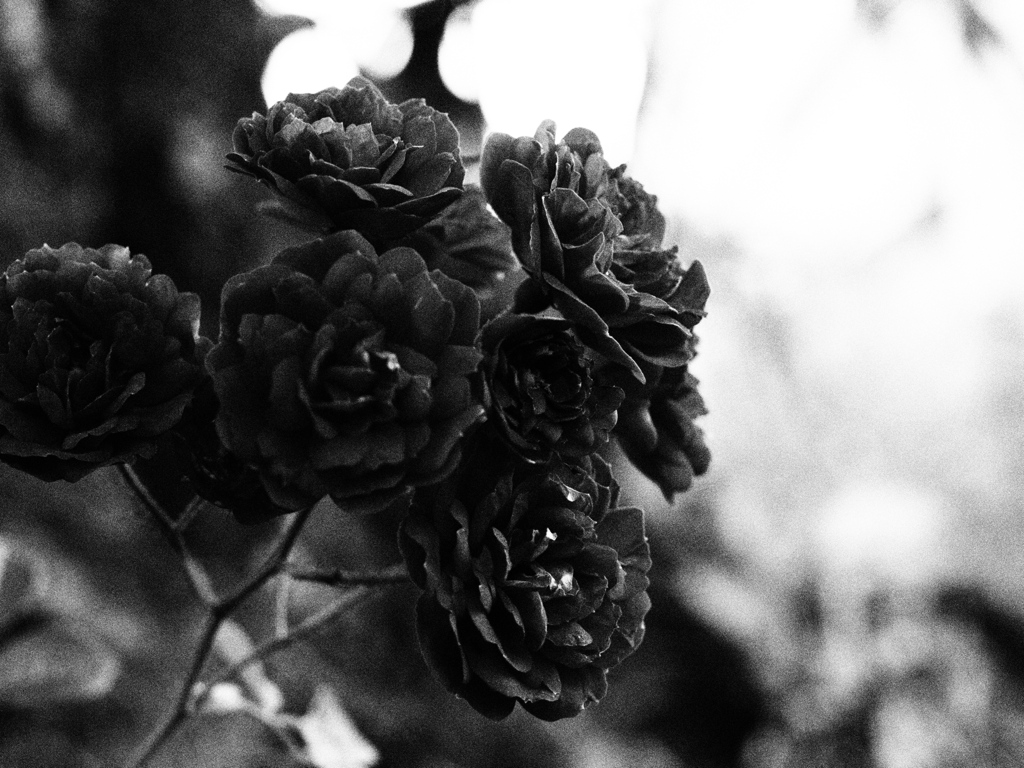 薔薇