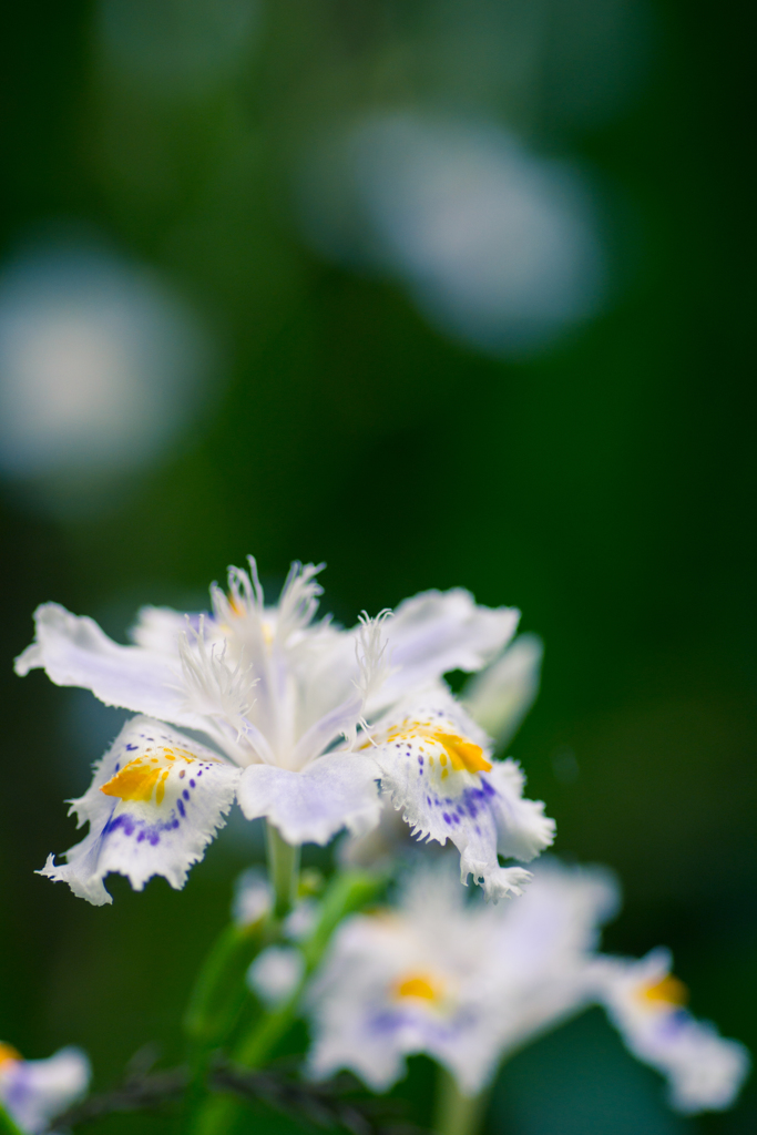 シャガの花