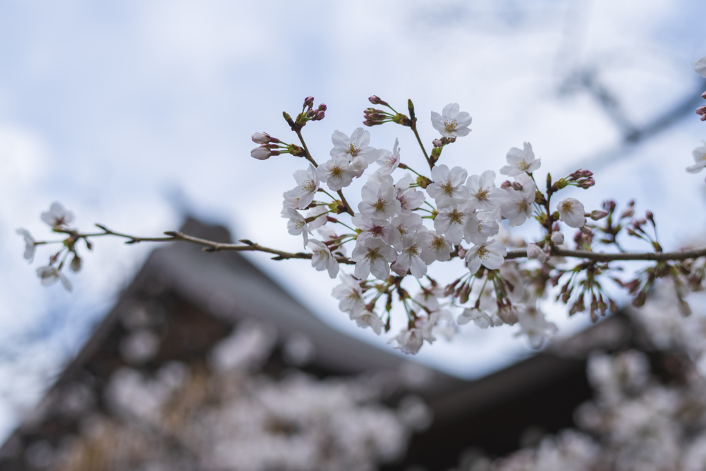 桜