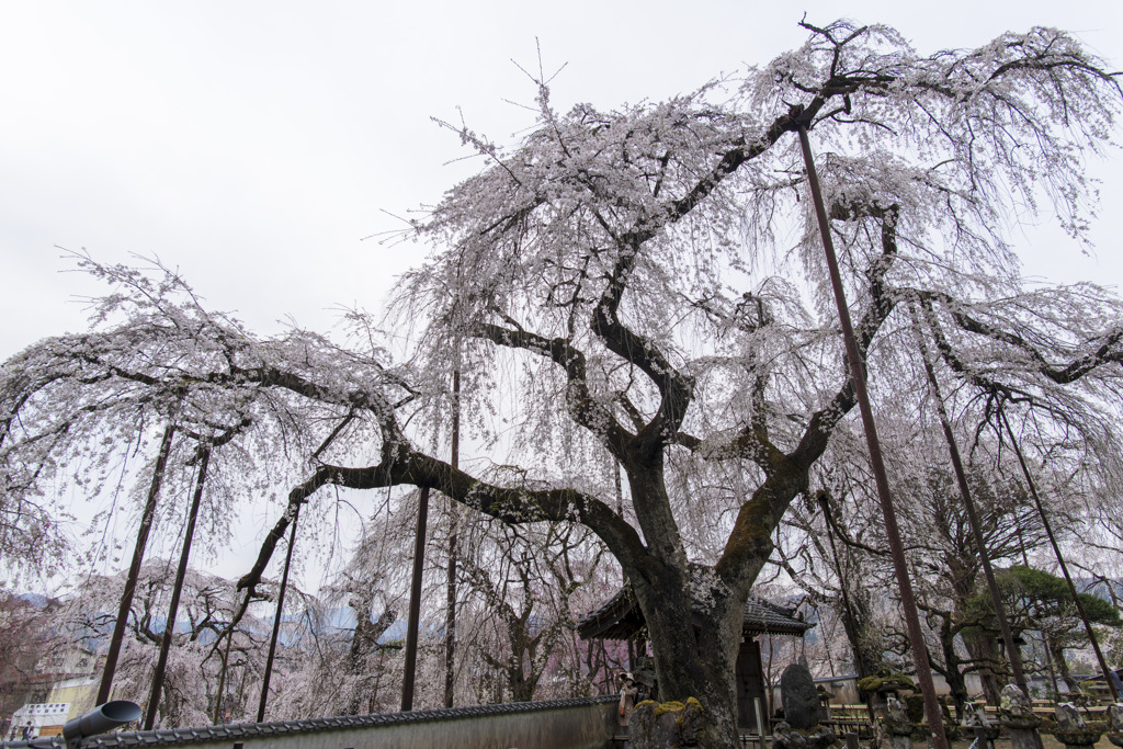 桜