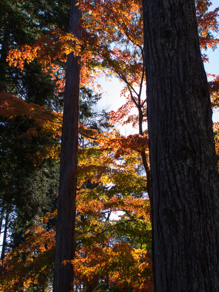 一丁平の紅葉