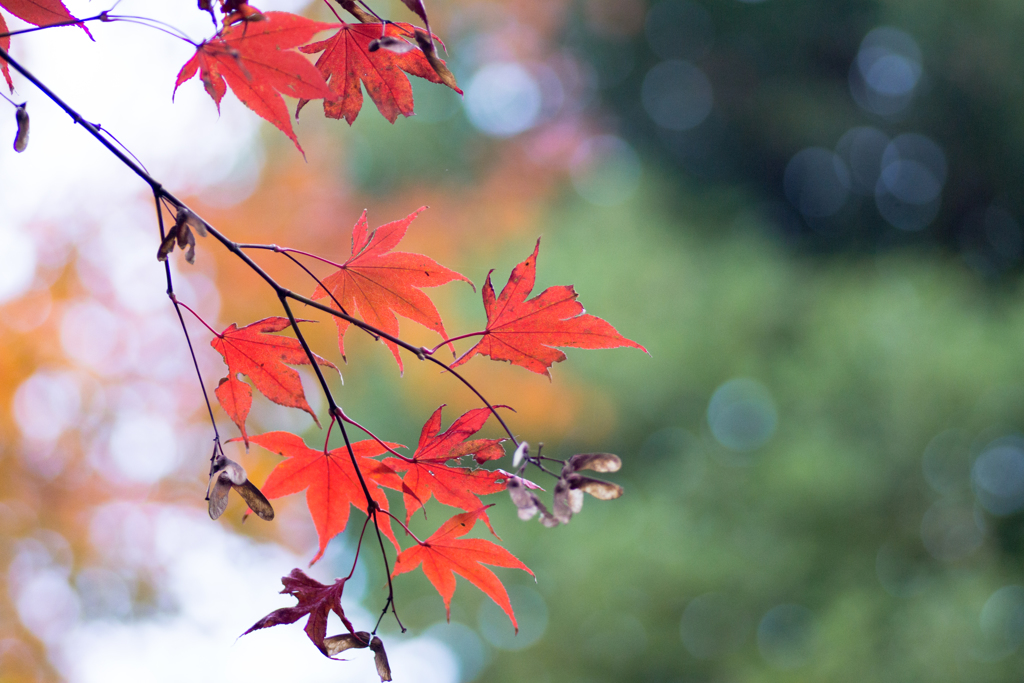 Autumn Leaves