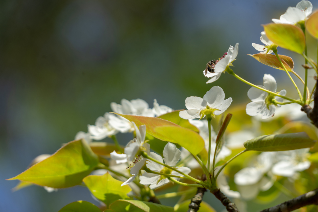 桜？