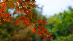 近所の紅葉