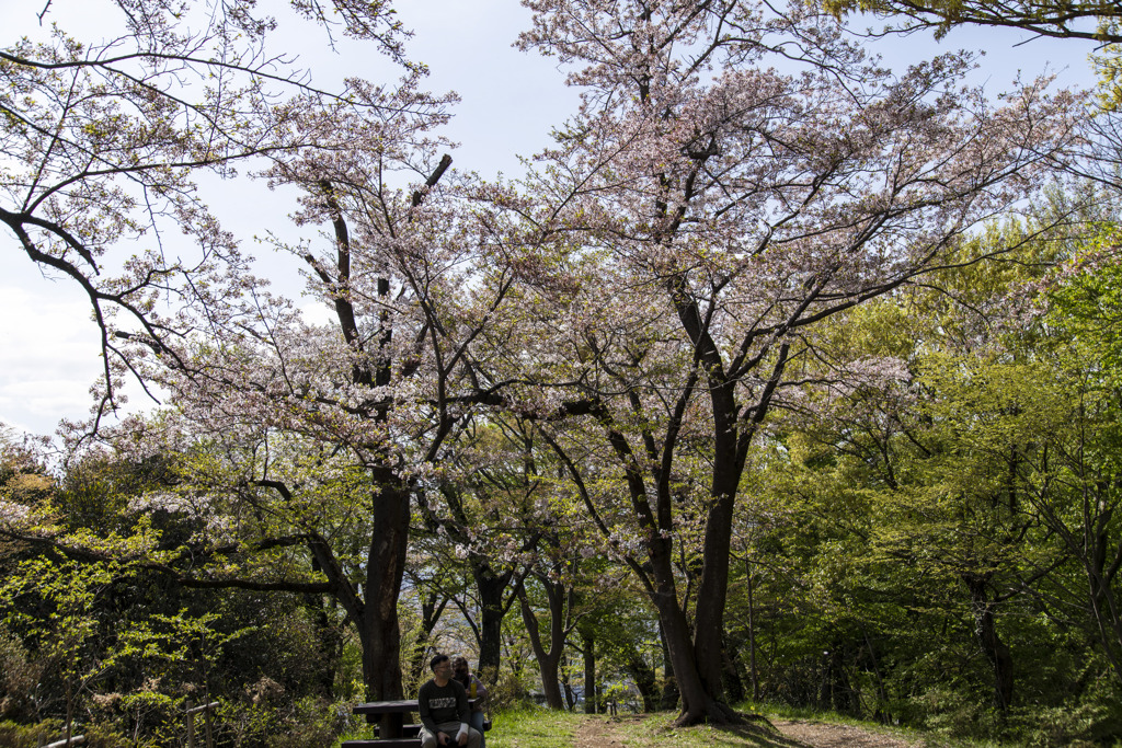 桜の季節、終わり