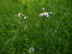 花２
