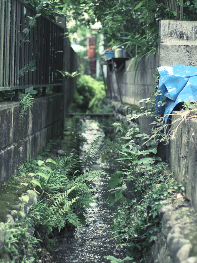 路地裏のどぶ