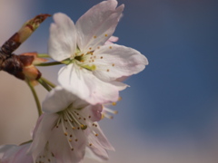 浅川の早咲き桜１