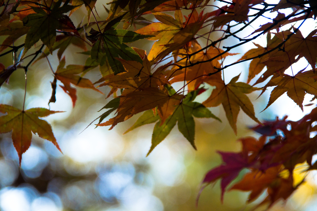 秋のステンドグラス１