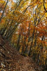 雲取山縦走（紅葉）