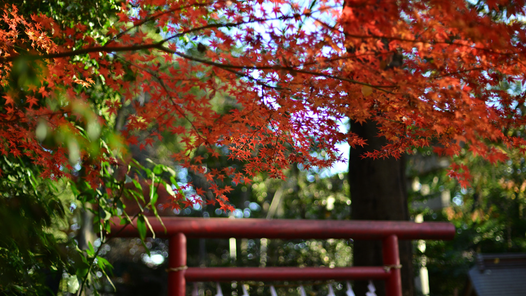 紅葉