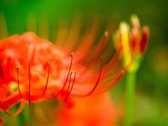 彼岸花