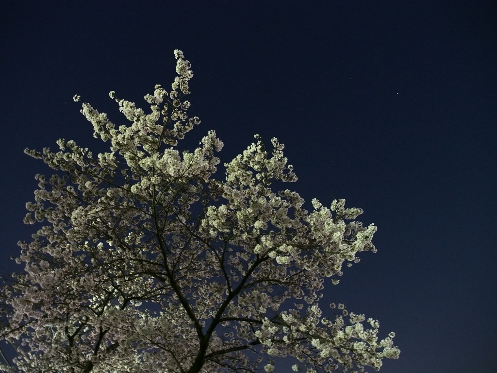 夜桜